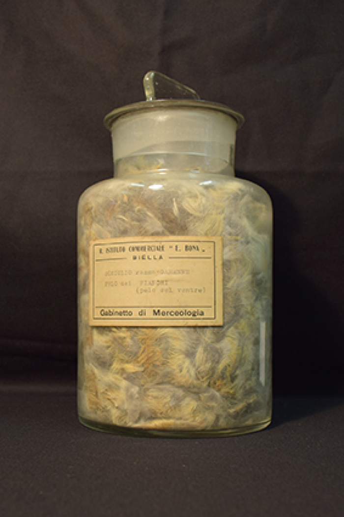 Campione di "Coniglio razza Garenne. Pelo dei fianchi (pelo del ventre)"