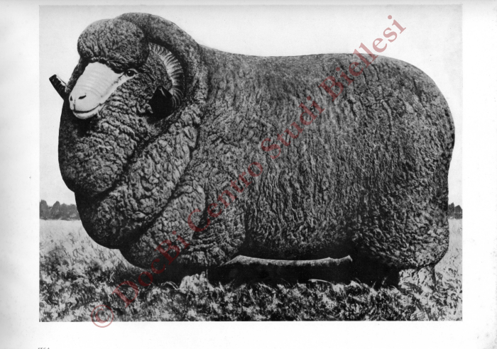 La métamorphose d'une toison. La fabrication de la laine à tricoter