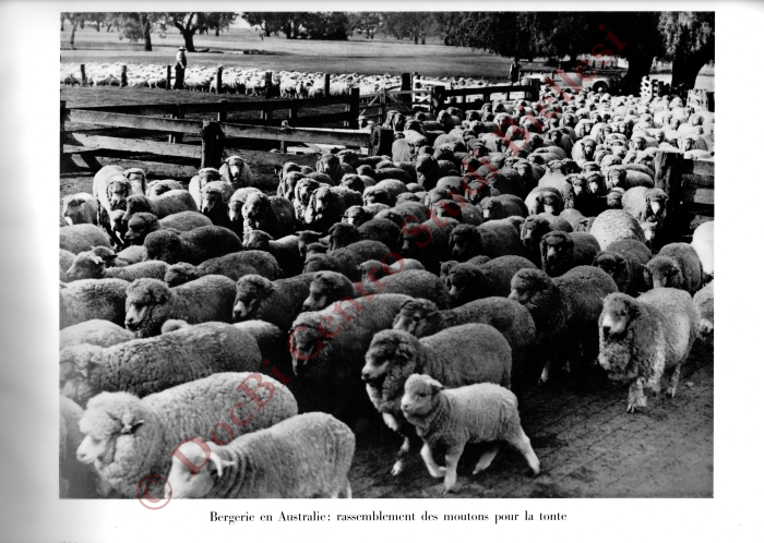 La métamorphose d'une toison. La fabrication des tissus de laine
