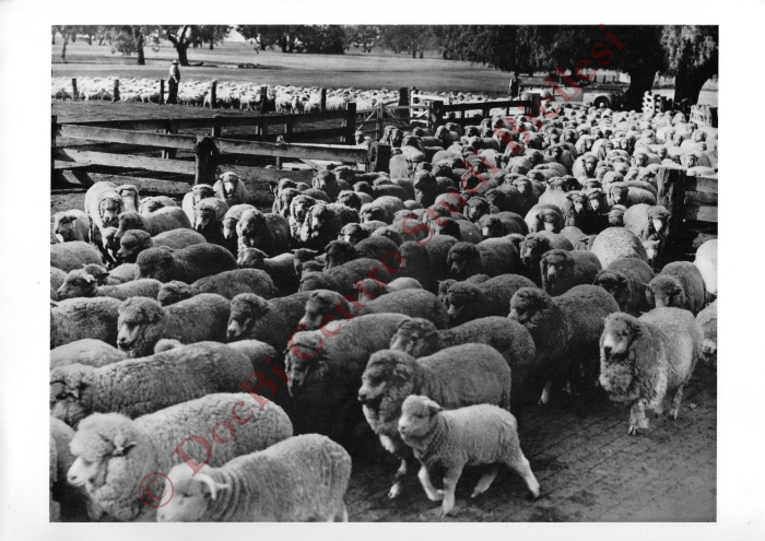 La métamorphose d'une toison. La fabrication de la laine à tricoter